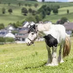 Ferienbauernhof Goerdes Apartamento Schmallenberg