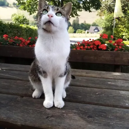 Ferienbauernhof Gördes Schmallenberg