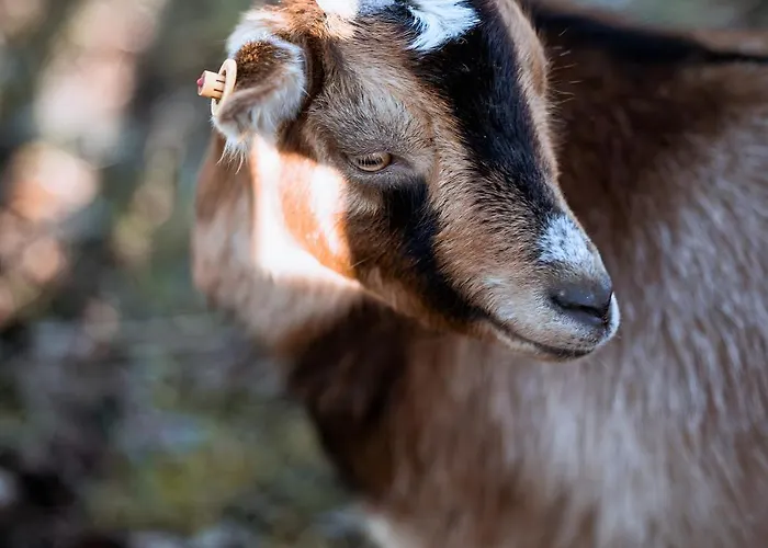 Ferienbauernhof Goerdes Appartement *